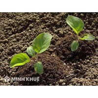 Hàng xóm tự mở lối đi sang bên cạnh thì phải làm thế nào?