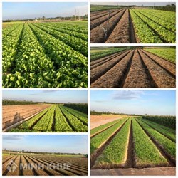 Những loại đất chịu thuế sử dụng đất nông nghiệp ? Ai là đối tượng phải nộp thuế ?