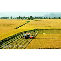 Căn cứ tính thuế sử dụng đất nông nghiệp ? Cách khai thuế, nộp thuế sử dụng đất nông nghiệp ?