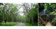 Đất rừng sản xuất là gì? Các loại đất rừng theo quy định?