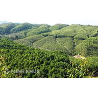 Chứng nhận quyền sở hữu rừng sản xuất là rừng trồng là gì ? Chứng nhận quyền sở hữu cây lâu năm ?