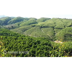 Chứng nhận quyền sở hữu rừng sản xuất là rừng trồng là gì ? Chứng nhận quyền sở hữu cây lâu năm ?
