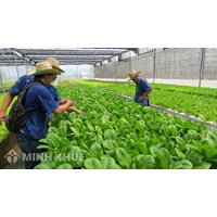 Quy chế thành viên hợp tác xã theo quy định pháp luật hiện hành