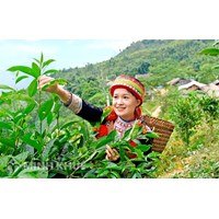 Thời hạn bảo hộ chỉ dẫn địa lý là bao lâu theo luật sở hữu trí tuệ ?
