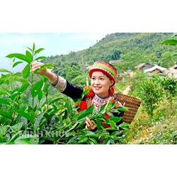 Thời hạn bảo hộ chỉ dẫn địa lý là bao lâu theo luật sở hữu trí tuệ ?
