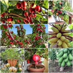 Giống cây trồng là gì ? Bảo hộ giống cây trồng như thế nào ?