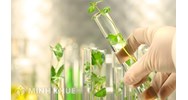 Phương thức xác lập quyền đối với giống cây trồng như thế nào ?