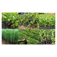 Quyền và nghĩa vụ chủ bằng bảo hộ giống cây trồng