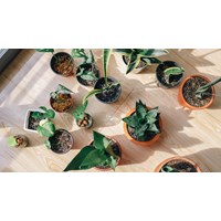 Quy định về hiệu lực của văn bằng bảo hộ giống cây trồng