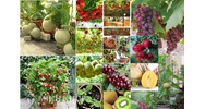 Xử lý tranh chấp tác giả và chủ sở hữu giống cây trồng như thế nào ?