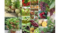 Xử lý tranh chấp tác giả và chủ sở hữu giống cây trồng như thế nào ?