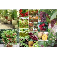 Xử lý tranh chấp tác giả và chủ sở hữu giống cây trồng như thế nào ?