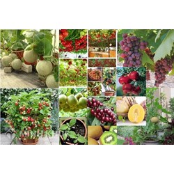 Xử lý tranh chấp tác giả và chủ sở hữu giống cây trồng như thế nào ?