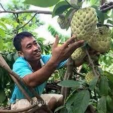 Trách nhiệm của các cơ quan nhà nước trong bảo hộ giống cây trồng là gì ?