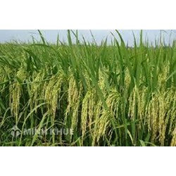 Quy định mới về xử phạt vi phạm hành chính trong lĩnh vực giống cây trồng