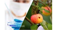 Mức phạt hành vi vi phạm quy định về kiểm dịch thực vật xuất khẩu, nhập khẩu và quá cảnh