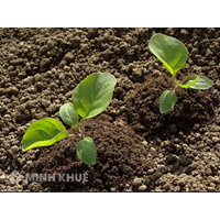 Lịch sử hình thành và phát triển của giải quyết tranh chấp đất đai qua các thời kỳ?