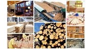 Các nội dung chủ yếu của Đề án phát triển ngành công nghiệp chế biến gỗ bền vững, hiệu quả giai đoạn 2021 - 2030