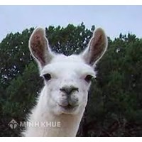 Đăng ký bảo hộ nhãn hiệu cho sản phẩm quạt cho nhãn hiệu "Đà Mã ALPACA"