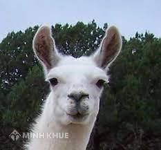 Đăng ký bảo hộ nhãn hiệu cho sản phẩm quạt cho nhãn hiệu "Đà Mã ALPACA"