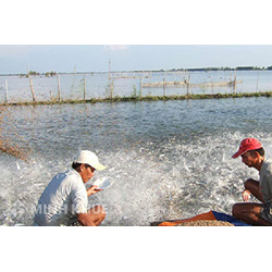 Quản lý thức ăn thủy sản, sản phẩm xử lý môi trường nuôi trồng thủy sản