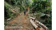Khai thác trái phép môi trường rừng và thực hiện các dịch vụ, kinh doanh trái phép trong rừng