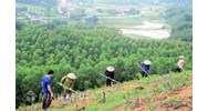 Vi phạm quy định về kinh doanh giống cây lâm nghiệp chính