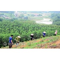 Vi phạm quy định về kinh doanh giống cây lâm nghiệp chính