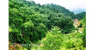 Vi phạm các quy định của pháp luật về phòng cháy và chữa cháy rừng gây cháy rừng