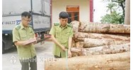 Quy định của pháp luật về vận chuyển lâm sản trái pháp luật