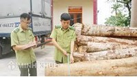 Quy định của pháp luật về vận chuyển lâm sản trái pháp luật