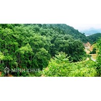Quy định của pháp luật về nguyên tắc, căn cứ lập quy hoạch lâm nghiệp