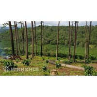 Nguyên tắc giao rừng, cho thuê rừng, chuyển mục đích sử dụng rừng sang mục đích khác, thu hồi rừng