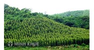 Quy định về tổ chức quản lý rừng và quản lý rừng bền vững