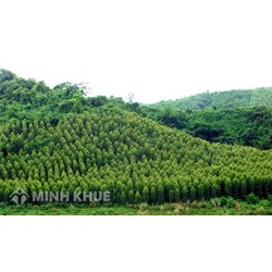Quy định về tổ chức quản lý rừng và quản lý rừng bền vững