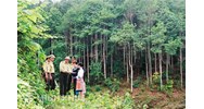 Quy định của pháp luật về giải pháp phát triển rừng