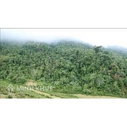 Định hướng sử dụng hiệu quả các nguồn vốn thực hiện Chiến lược trong phát triển rừng