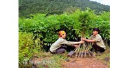 Quy định của pháp luật về dịch vụ môi trường rừng và sử dụng rừng sản xuất