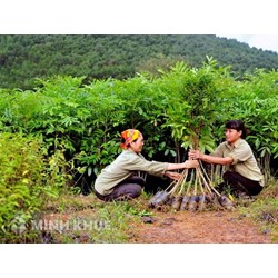 Quy định của pháp luật về dịch vụ môi trường rừng và sử dụng rừng sản xuất