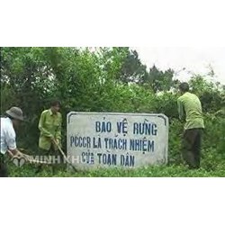 Quyền và nghĩa vụ của hộ gia đình, cá nhân được Nhà nước giao rừng phòng hộ