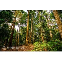 Quy đinh về định giá rừng, đầu tư, tài chính trong lâm nghiệp