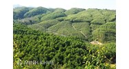 Khoa học và công nghệ, hợp tác quốc tế về lâm nghiệp