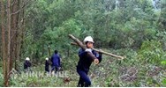Quy định của pháp luật về tàng trữ, mua bán, chế biến lâm sản trái pháp luật