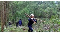 Quy định của pháp luật về tàng trữ, mua bán, chế biến lâm sản trái pháp luật