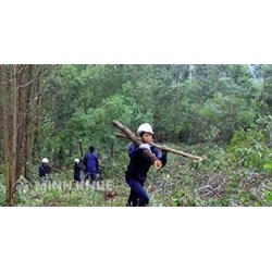 Quy định của pháp luật về tàng trữ, mua bán, chế biến lâm sản trái pháp luật