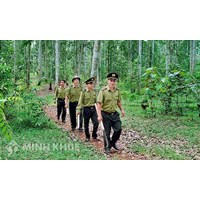 Thẩm quyền xử phạt vi phạm hành chính liên quan đến lĩnh vực lâm nghiệp
