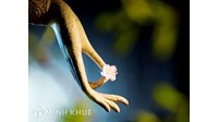 Khái niệm về "tự ngã"? Quan điểm của Sigmund Freud và Phật giáo về "tự ngã"