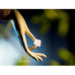 Khái niệm về "tự ngã"? Quan điểm của Sigmund Freud và Phật giáo về "tự ngã"