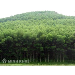 Loại cây lâu năm nào được chứng nhận quyền sở hữu?