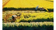 Thủ tục nộp tiền bảo vệ đất trồng lúa khi chuyển đổi từ đất chuyên trồng lúa nước sang mục đích phi nông nghiệp?